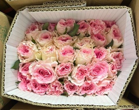 Hoa Hồng Lạc Thần - 10 Bông